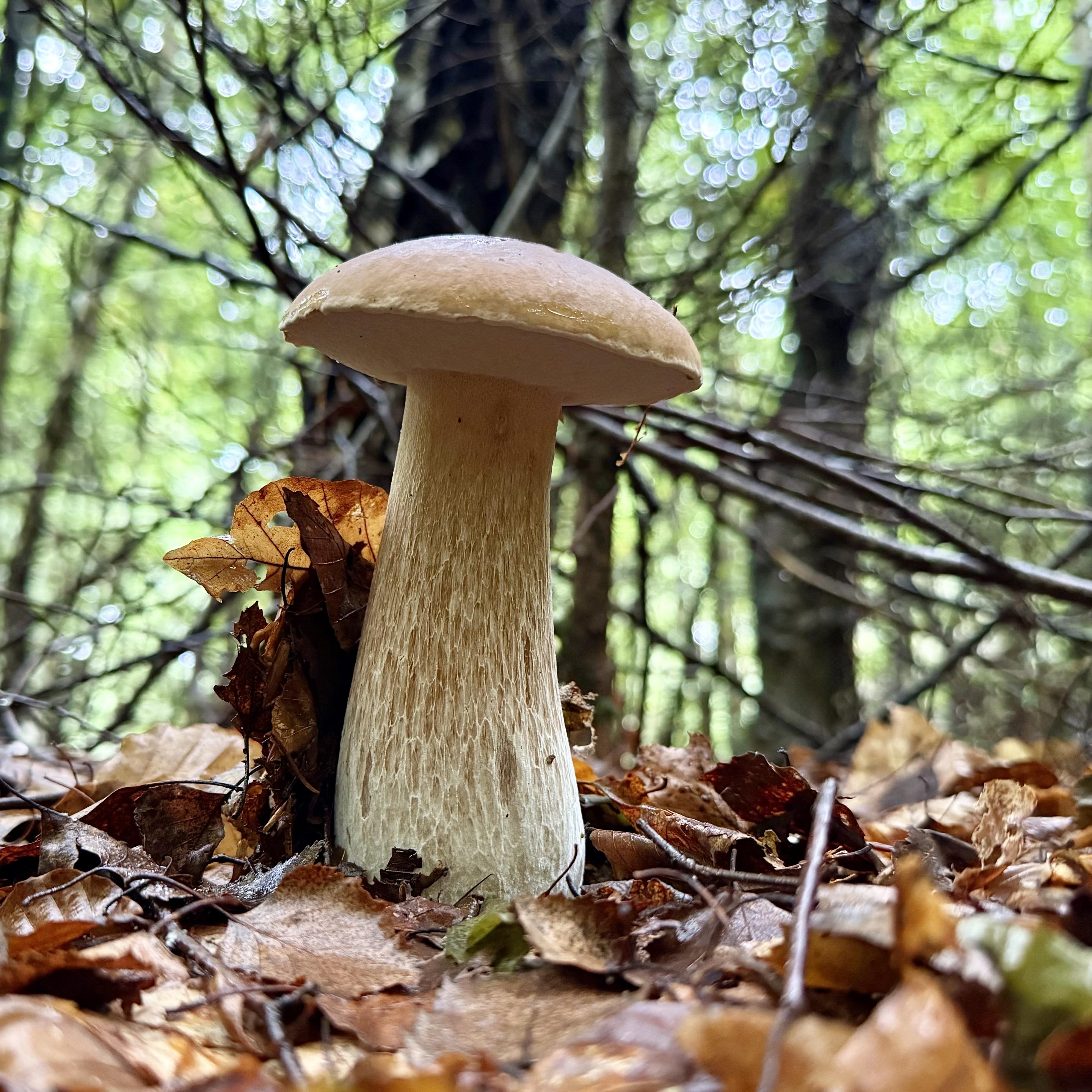 ein großer, hellbrauner steinpilz steht mitten im feuchten herbstlaub eines waldes. sein dicker, heller stiel trägt einen breiten, glatten hut. im hintergrund sind bäume und unscharfe lichtreflexe zu sehen.