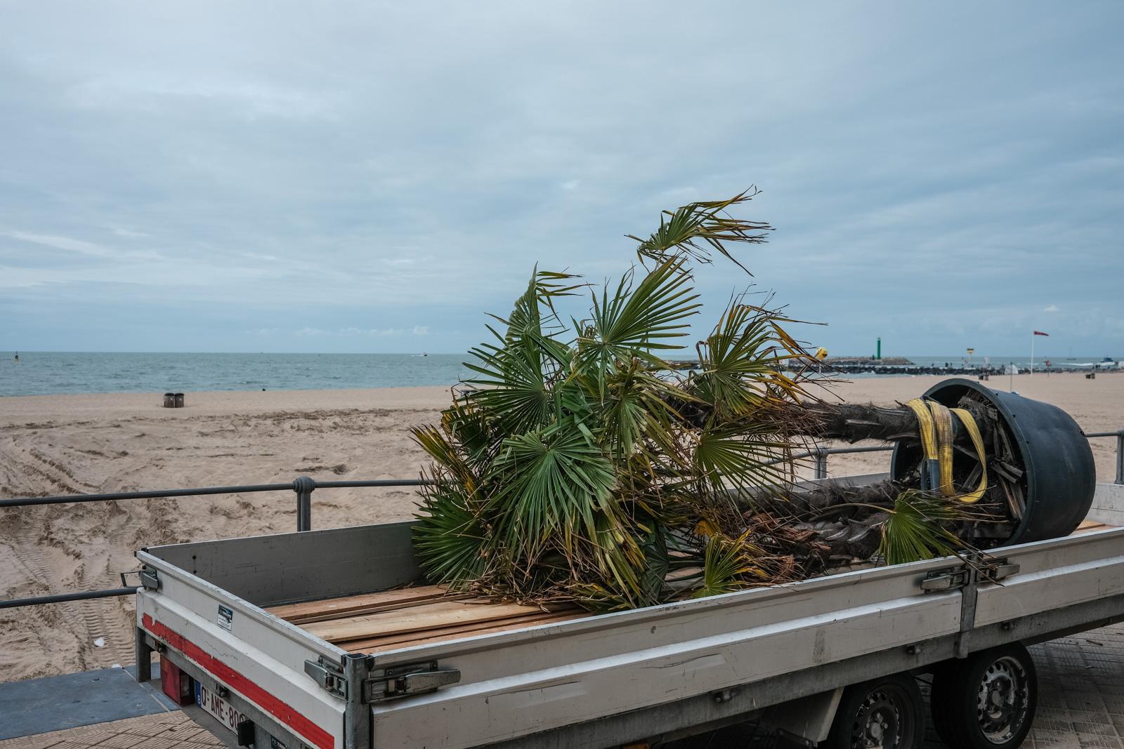Eine Palme in einem grossen Topf liegt auf einem Anhänger und wird abtransportiert.
Im Hintergrund ist ein grosser Sandstrand und das Meer zu sehen.