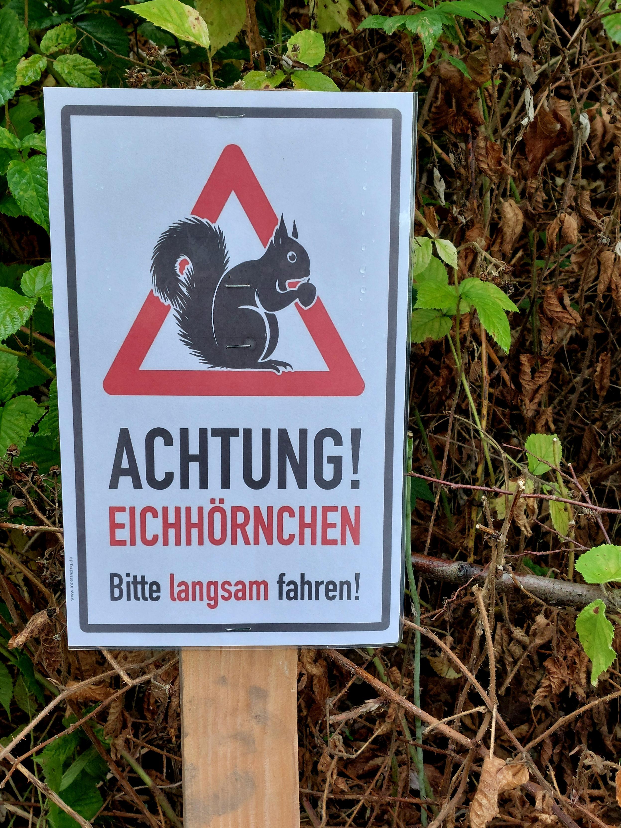 A handmade sign on a wooden post. On a white background, the text reads:  "CAUTION! SQUIRRELS – Please drive slowly". Above this is a red triangle, inside which a black squirrel is holding a nut or similar between its paws. Greenery in the background.